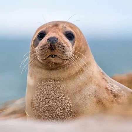 Idéalement Situé Le Les Locations Isahora Sont Aussi à 2 Pas Du Château D'eu, Des Falaises Du Tréport, De Mers Les Bains Et Aux Portes De La Baie De Somme Apartamento